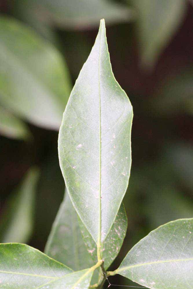              Unifoliolate leaf (Riverside, CA)       